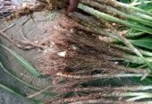নেপিয়ার ঘাস কাটিং নিতে যোগাযোগ করুন