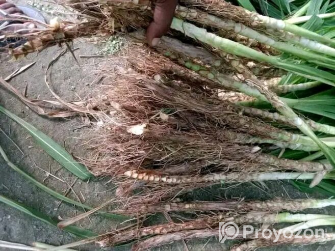 নেপিয়ার ঘাস কাটিং নিতে যোগাযোগ করুন