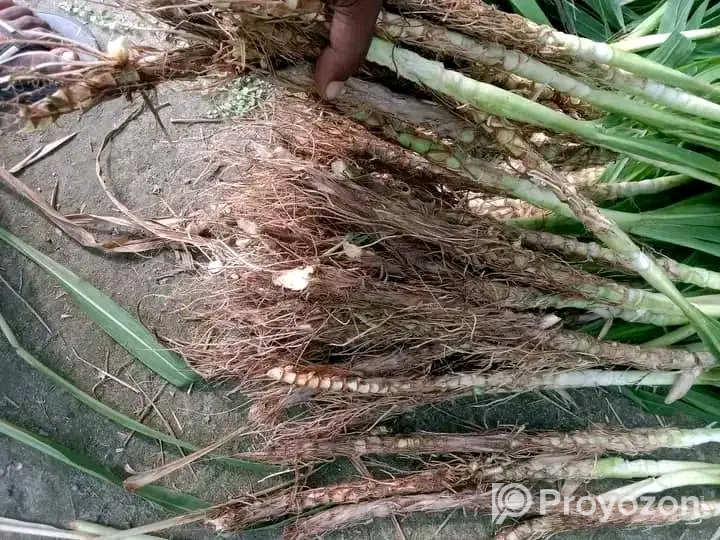 নেপিয়ার ঘাস কাটিং নিতে যোগাযোগ করুন