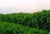 নেপিয়ার ঘাস কাটিং নিতে যোগাযোগ করুন