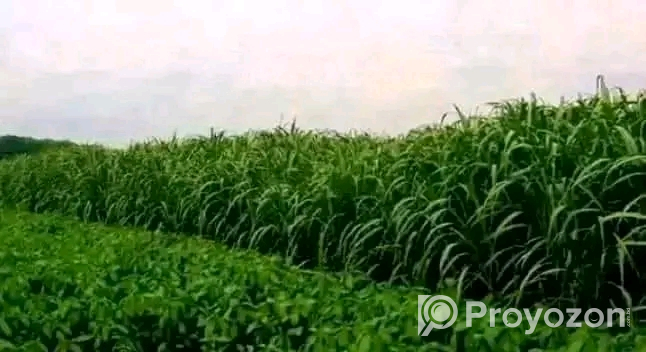নেপিয়ার ঘাস কাটিং নিতে যোগাযোগ করুন