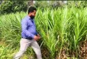 নেপিয়ার ঘাস কাটিং নিতে যোগাযোগ করুন
