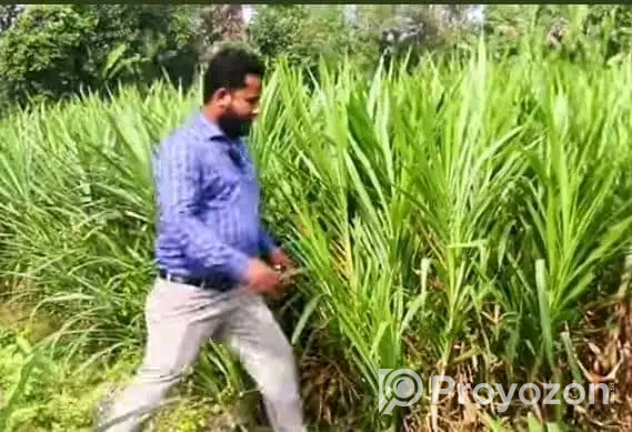 নেপিয়ার ঘাস কাটিং নিতে যোগাযোগ করুন