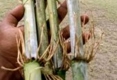 নেপিয়ার ঘাস কাটিং নিতে যোগাযোগ করুন