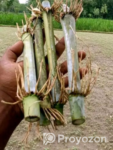 নেপিয়ার ঘাস কাটিং নিতে যোগাযোগ করুন
