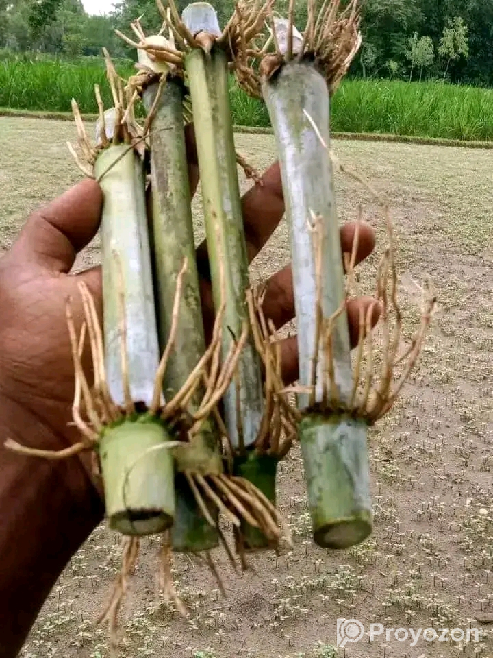 নেপিয়ার ঘাস কাটিং নিতে যোগাযোগ করুন