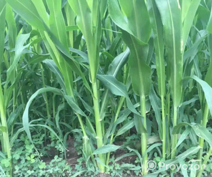 সরগম সুদান ঘাস চাষ করুন ১২ মাস