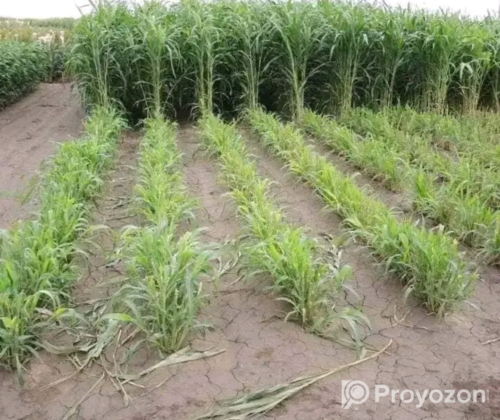 সরগম সুদান ঘাস চাষ করুন ১২ মাস