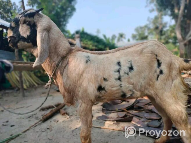 তোতাপুরী ছাগী নিতে চাইলে যোগাযোগ করুন