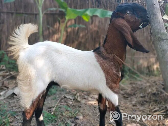 তোতাপুরী ছাগী নিতে চাইলে যোগাযোগ করুন