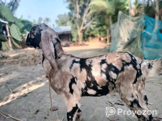 তোতাপুরী ছাগী নিতে চাইলে যোগাযোগ করুন