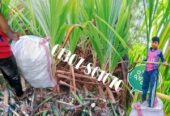 নেপিয়ার ঘাস কাটিং নিতে যোগাযোগ করুন
