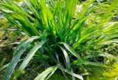 নেপিয়ার ঘাস কাটিং নিতে যোগাযোগ করুন