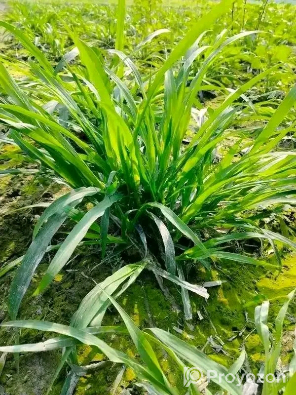 নেপিয়ার ঘাস কাটিং নিতে যোগাযোগ করুন