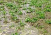 নেপিয়ার ঘাস কাটিং নিতে যোগাযোগ করুন