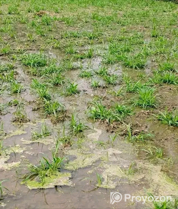 নেপিয়ার ঘাস কাটিং নিতে যোগাযোগ করুন