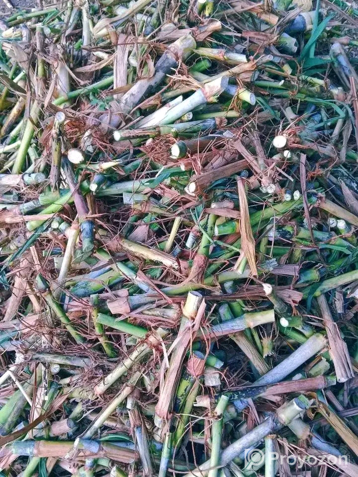 নেপিয়ার ঘাস কাটিং নিতে যোগাযোগ করুন