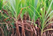 নেপিয়ার ঘাস কাটিং নিতে যোগাযোগ করুন