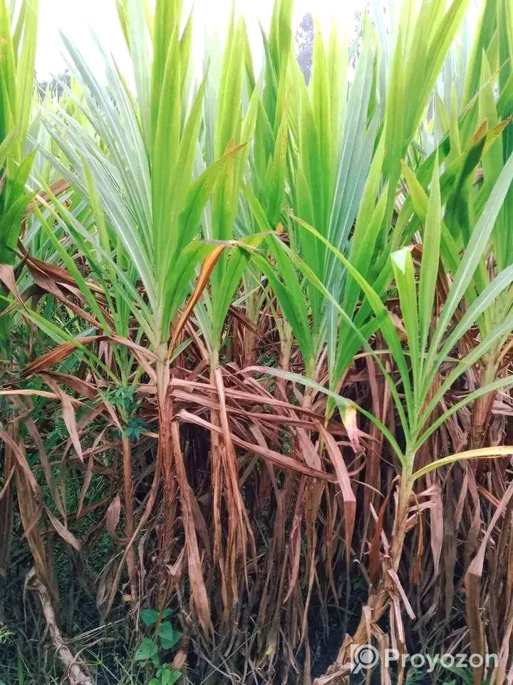 নেপিয়ার ঘাস কাটিং নিতে যোগাযোগ করুন