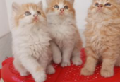 High quality mix persian