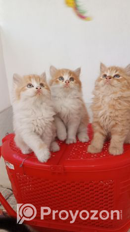 High quality mix persian
