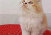 High quality mix persian