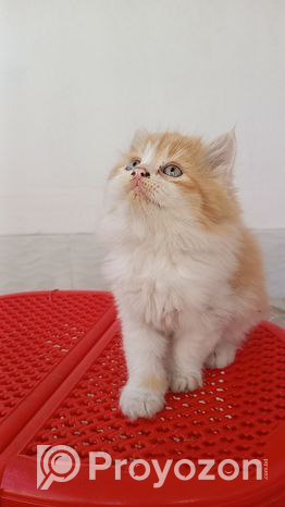 High quality mix persian