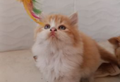 High quality mix persian