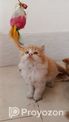 High quality mix persian