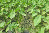যশোরের লতিরাজ কচু চারা বাড়ি ওয়ান