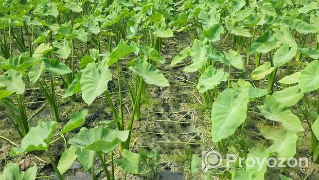 যশোরের লতিরাজ কচু চারা বাড়ি ওয়ান
