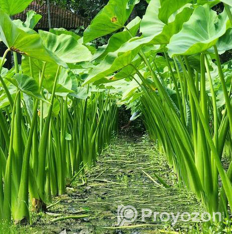 যশোরের লতিরাজ কচু চারা বাড়ি ওয়ান