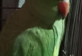 Ringneck parrot