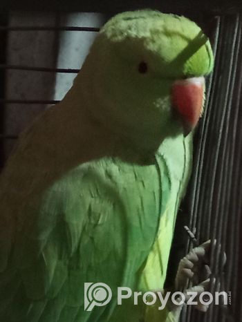 Ringneck parrot