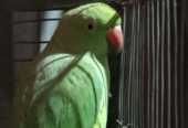 Ringneck parrot