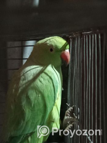 Ringneck parrot