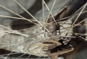 Feibac Bicycle (Used)