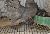 লাক্ষা কবুতর ( ছাই রঙ)