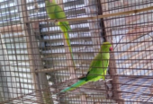 অনেক সুন্দর পাখি