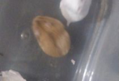 Russian dwarf hamster