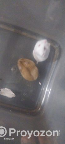 Russian dwarf hamster