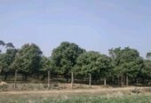 লিচু বাগানসহ জমি বিক্রি করা হবে