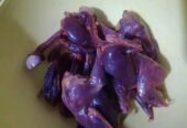 চা পাখির মাংস পেতে যোগাযোগ করুন