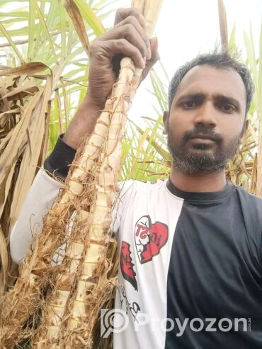 চিকন ধানের খড় এটি গরু ছাগলের জন্য আদর্শ খাবার