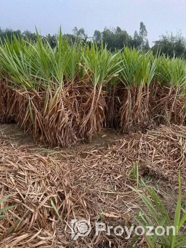 চিকন ধানের খড় এটি গরু ছাগলের জন্য আদর্শ খাবার