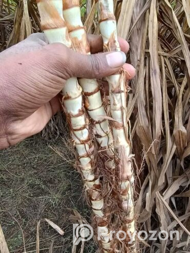 চিকন ধানের খড় এটি গরু ছাগলের জন্য আদর্শ খাবার