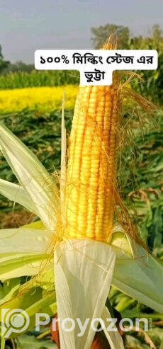 নতুন মৌসুমের নতুন সাইলেজ পাওয়া যাচ্ছে।