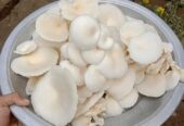 মাশরুম এখন দিনাজপুর সদরে বিক্রি হয়