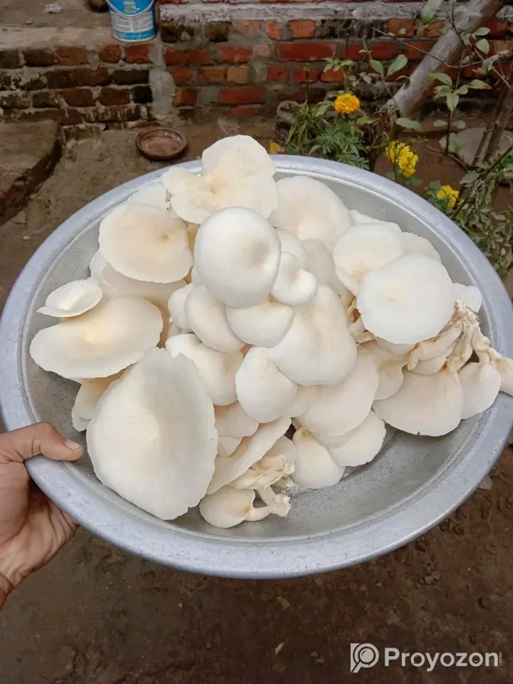 মাশরুম এখন দিনাজপুর সদরে বিক্রি হয়