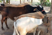 একটি সার বাছুর সহ গাভীন গাভী বিক্রি হবে